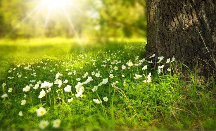 Você abe diferenciar os sintomas da alergia ao pólen?