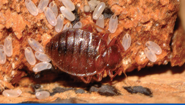 Alarme europeu: praga de percevejos de cama a cama. A soluçao está aí e vêm de Itália