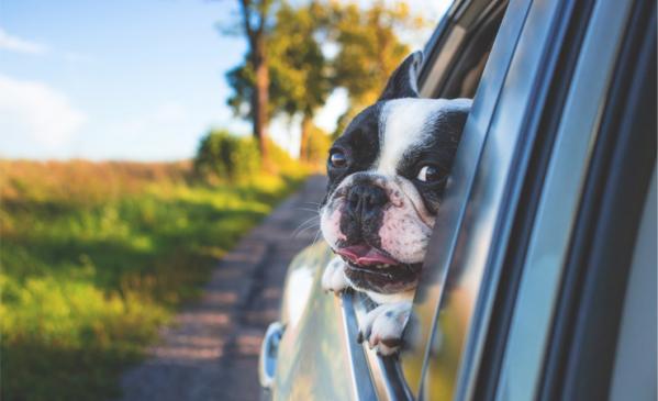 De férias com um cão