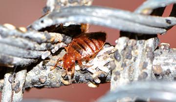 Cimex Eradicator EFFICACIA TESTATA