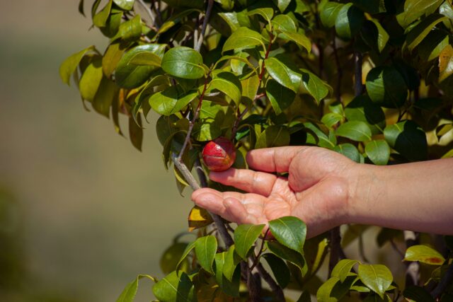 Frutos rojos en un arbol